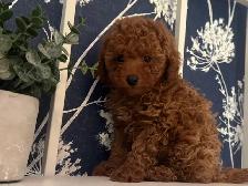 chiots caniche male miniature roux foncé!