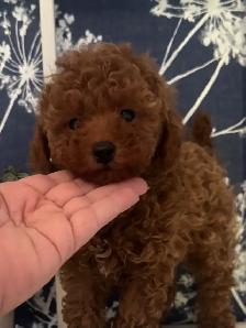 chiots caniche male miniature roux foncé! - Photo 2