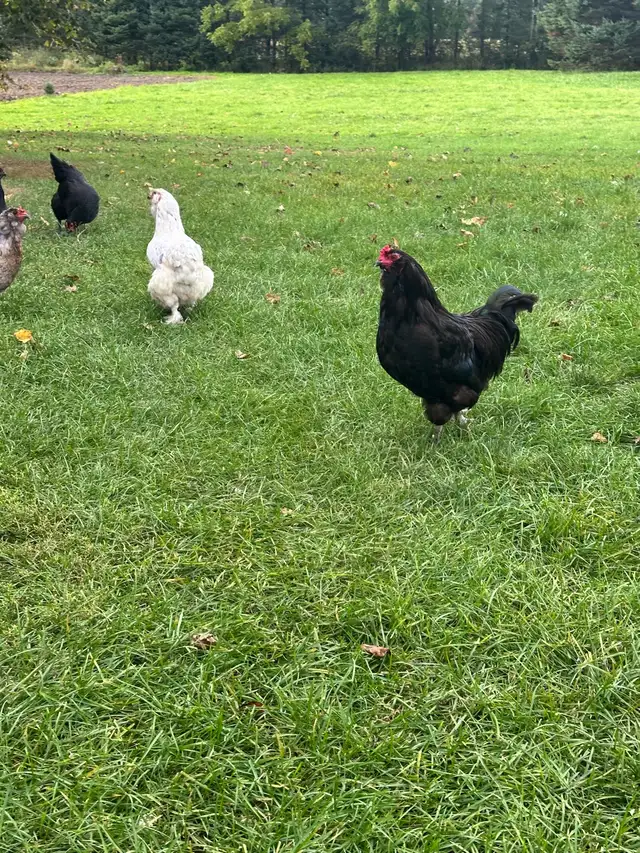 Americauna rooster for sale