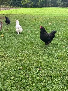 Americauna rooster for sale