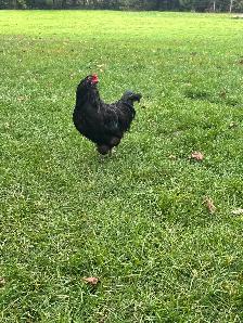 Americauna rooster for sale - Photo 2