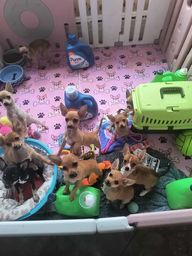 Spécial $680,00  Chihuahuas