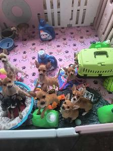 Spécial $680,00  Chihuahuas