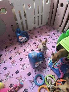 Spécial $680,00  Chihuahuas - Photo 2