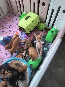 Spécial $680,00  Chihuahuas - Photo 3