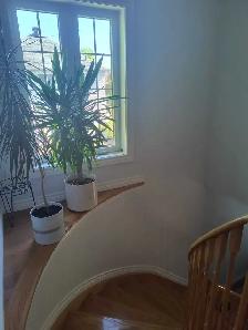 Room for rent in richmond hill - Photo 6