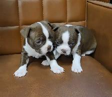 Boston Terrier Puppies