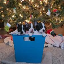 Boston Terrier Puppies - Photo 2