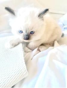 GORGEOUS BABY BICOLOR WHITEMITTTED RAGDOLLS!!