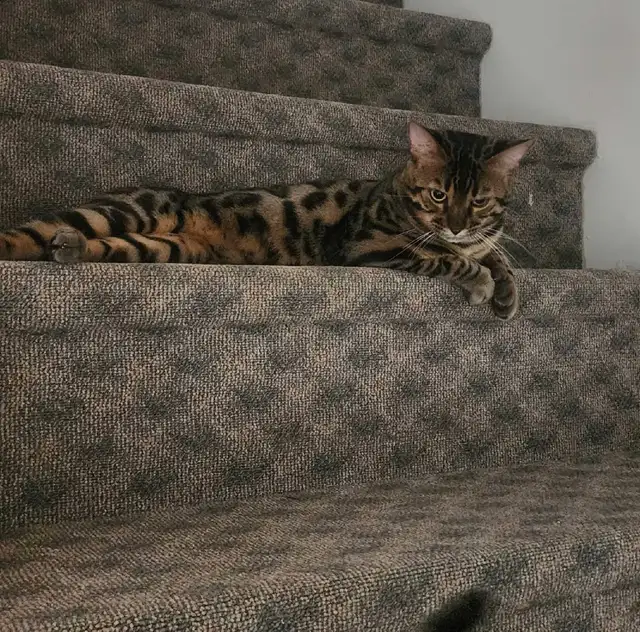 deux Bengal