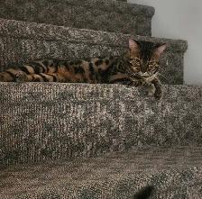 deux Bengal