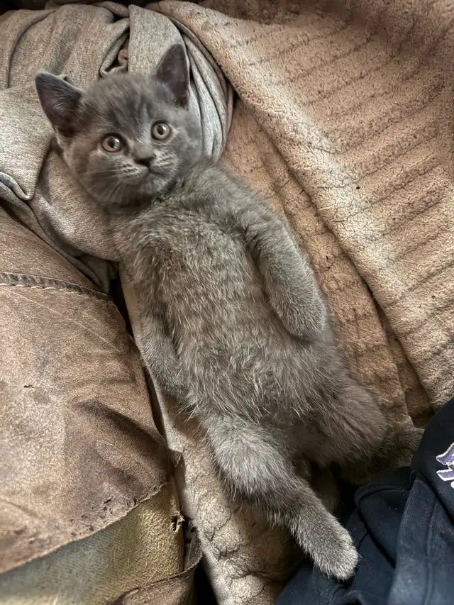 Blue Scottish fold Siamese boy