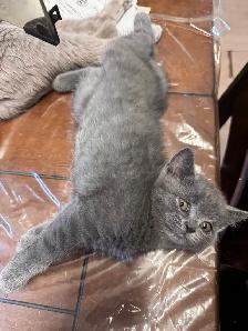 Blue Scottish fold Siamese boy - Photo 3