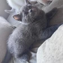 Blue Scottish fold Siamese boy - Photo 5
