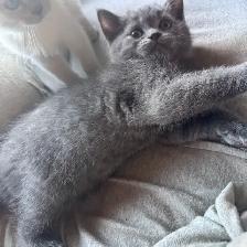 Blue Scottish fold Siamese boy - Photo 6