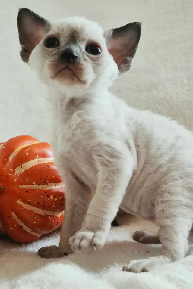 Devon-Rex