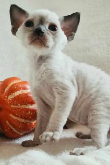 Devon-Rex