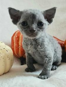 Devon-Rex - Photo 2