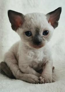Devon-Rex - Photo 3