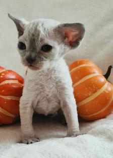 Devon-Rex - Photo 4