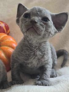 Devon-Rex - Photo 5