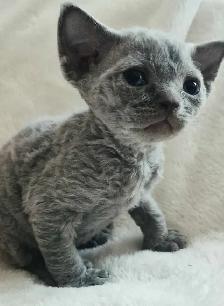 Devon-Rex - Photo 6