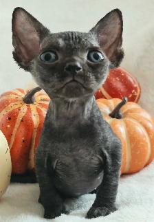 Devon-Rex - Photo 7