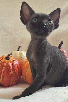 Devon-Rex - Photo 8