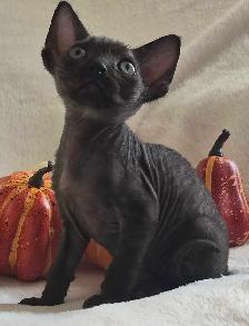 Devon-Rex - Photo 9