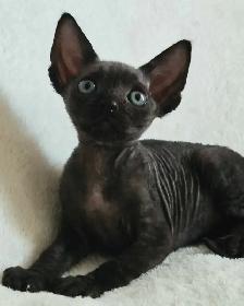 Devon-Rex - Photo 10