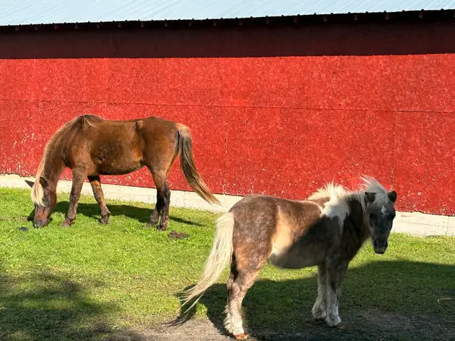 Miniature horse