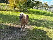 Miniature horse - Photo 2
