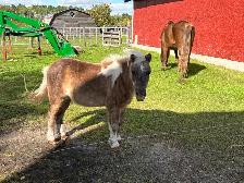 Miniature horse - Photo 3