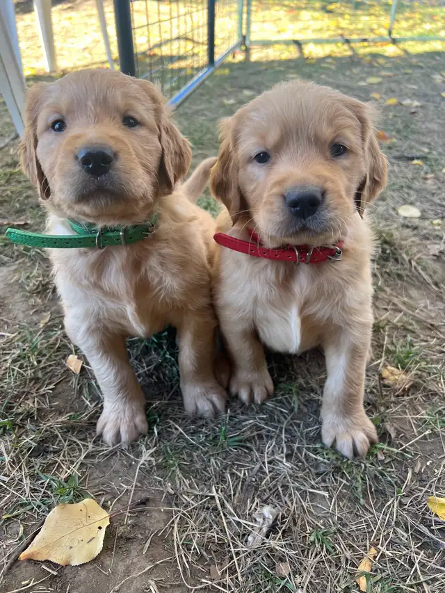 Golden Retriever Puppies