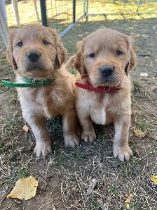 Golden Retriever Puppies