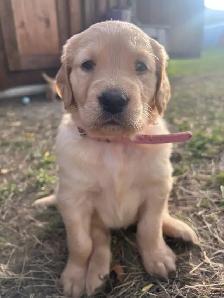 Golden Retriever Puppies - Photo 2