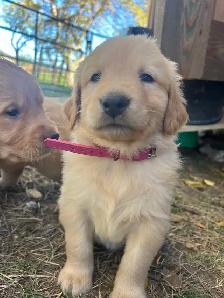 Golden Retriever Puppies - Photo 3