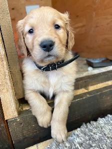 Golden Retriever Puppies - Photo 4