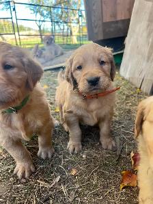 Golden Retriever Puppies - Photo 5