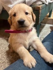 Golden Retriever Puppies - Photo 6