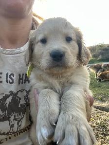 Golden Retriever Puppies - Photo 7
