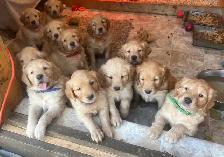 Golden Retriever Puppies - Photo 9