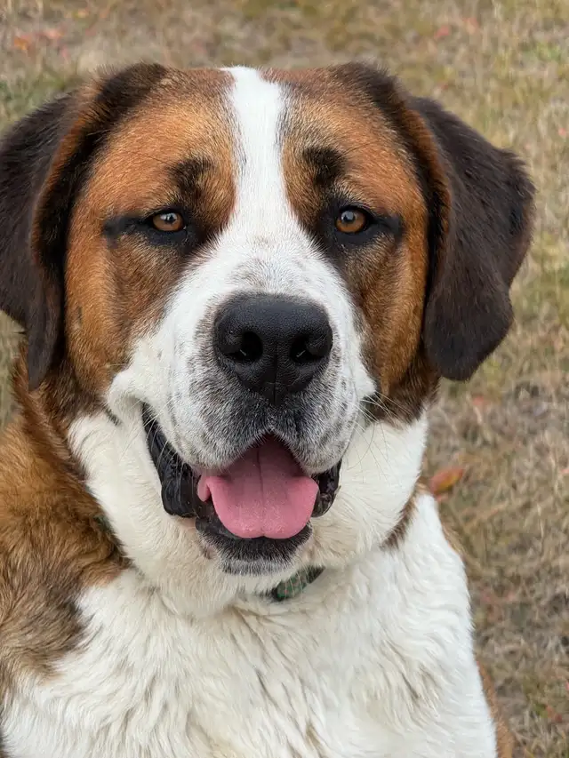 St Bernese  Spayed Female