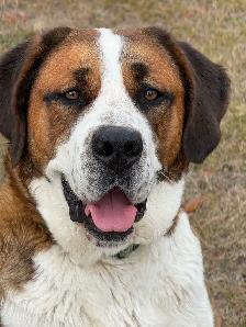 St Bernese  Spayed Female