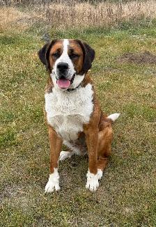 St Bernese  Spayed Female - Photo 2