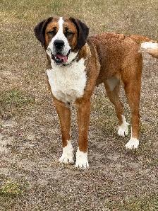 St Bernese  Spayed Female - Photo 3