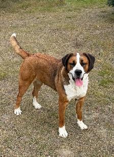 St Bernese  Spayed Female - Photo 4