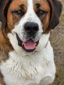 St Bernese  Spayed Female - Photo 7