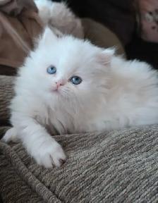 ❤️✨️Persian Kitten ✨️❤️