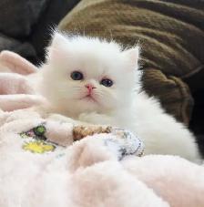 ❤️✨️Persian Kitten ✨️❤️ - Photo 2